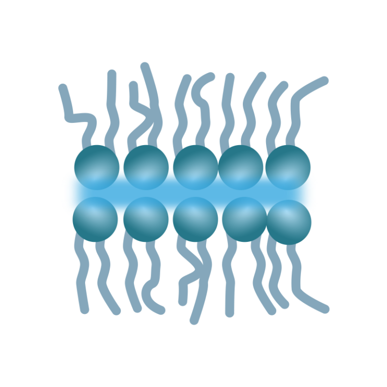 Hypogen Schaubild Lipidschicht