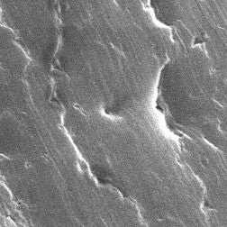 Schuppenschicht-mit-sublevactum-Mikrofilm-1